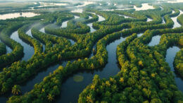 Más islas bosques inundables forman