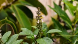 Quitar las flores del albahaca