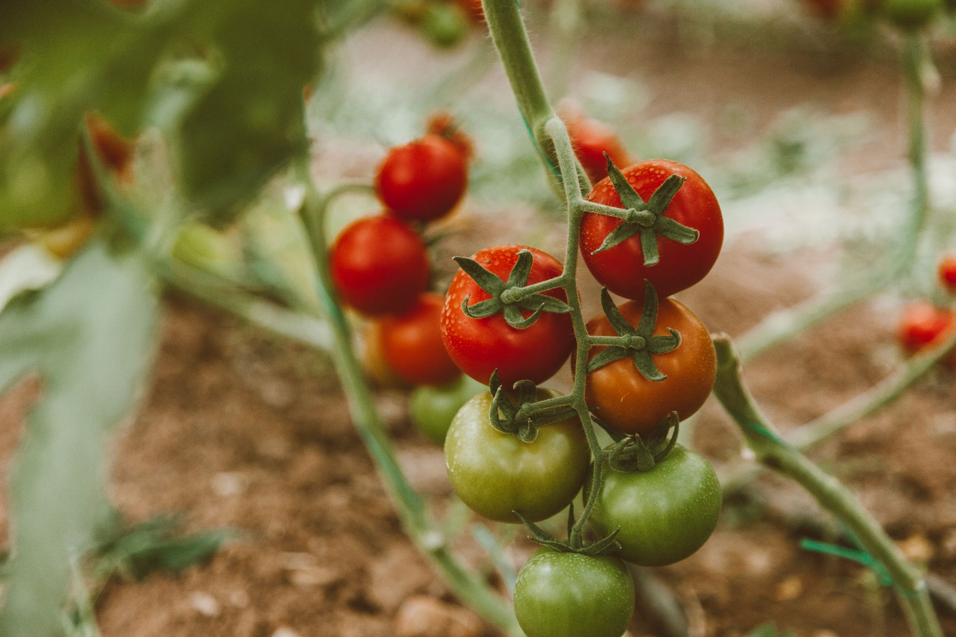 Close-up de tomates maduros e imaturos crescendo em uma videira no jardim.