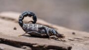 Con escorpión puede reflejar miedo