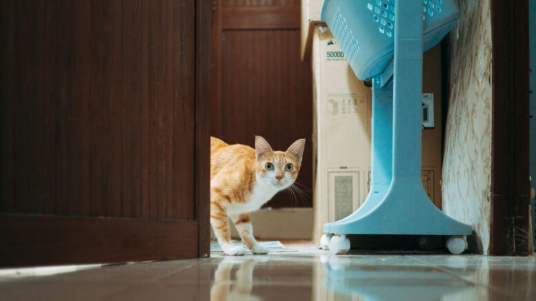 Gato pide abras puerta después