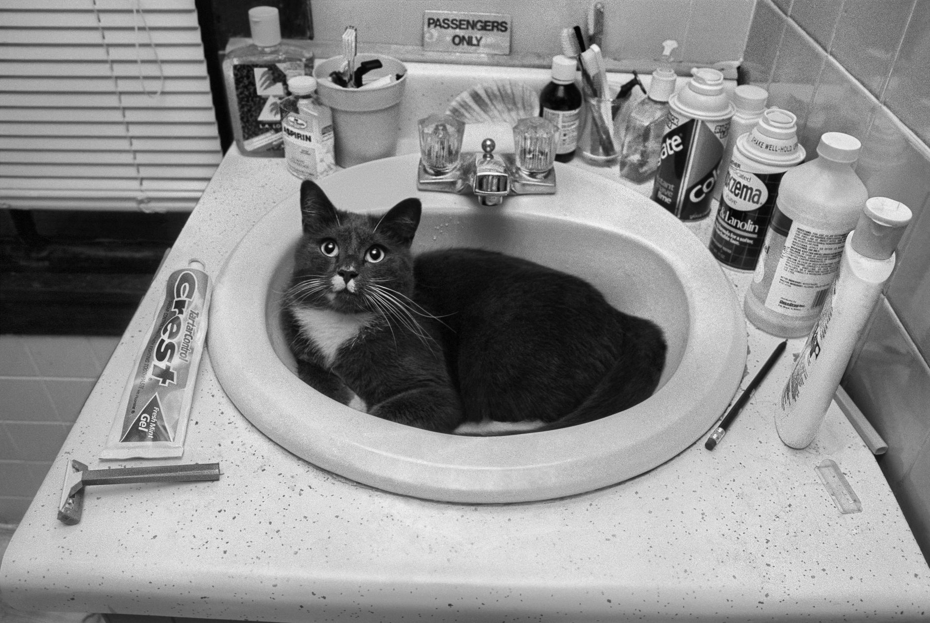 Gato fofo relaxando na pia do banheiro, cercado por produtos de toalete. Cena adorável e engraçada.