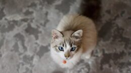 Gato puede seguirte allí consigue