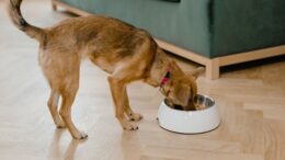 Análisis recetas caseras perros encontró
