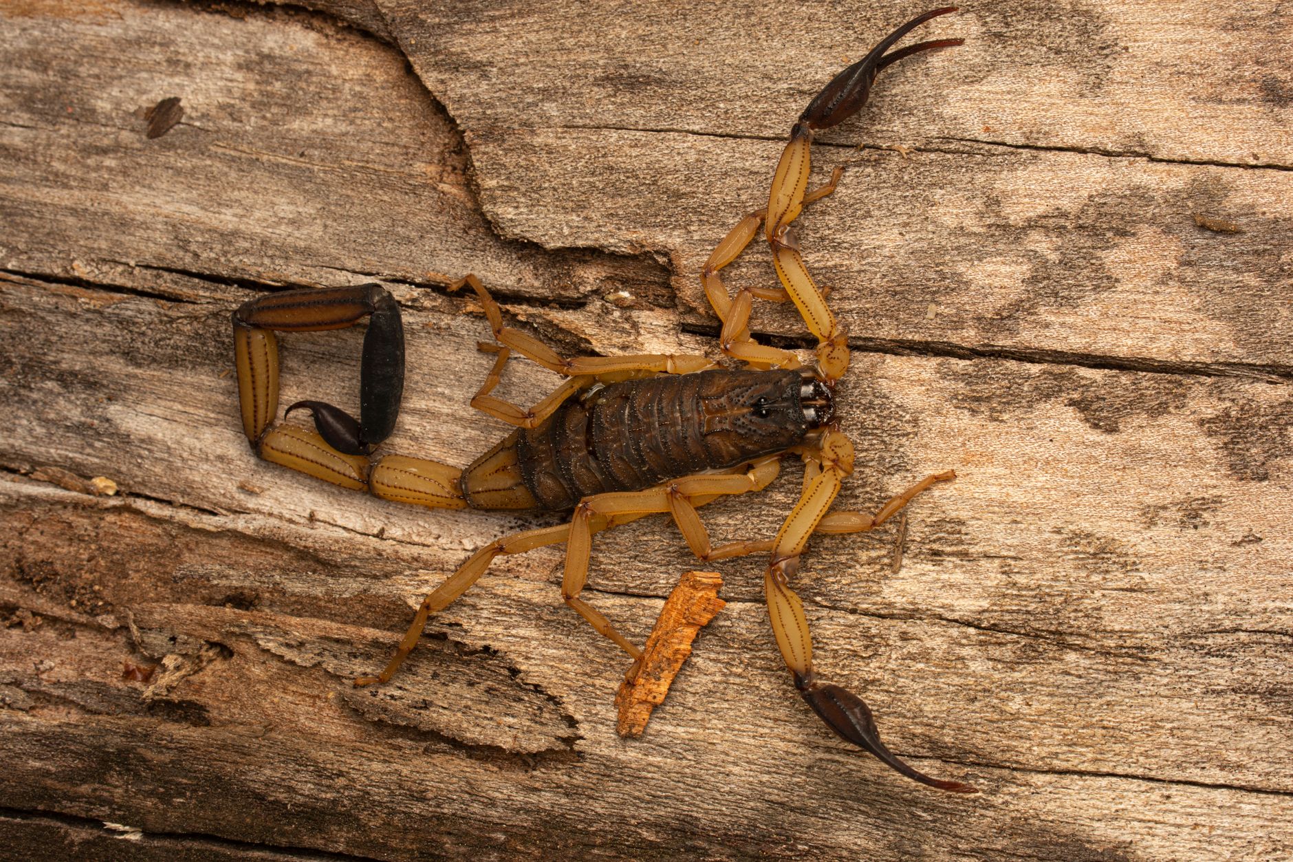 Close-up de um escorpião Centruroides gracilis em uma superfície de madeira texturizada.