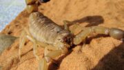 Escorpión puede llegar pisos altos