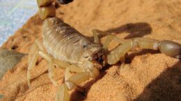 Escorpión puede llegar pisos altos