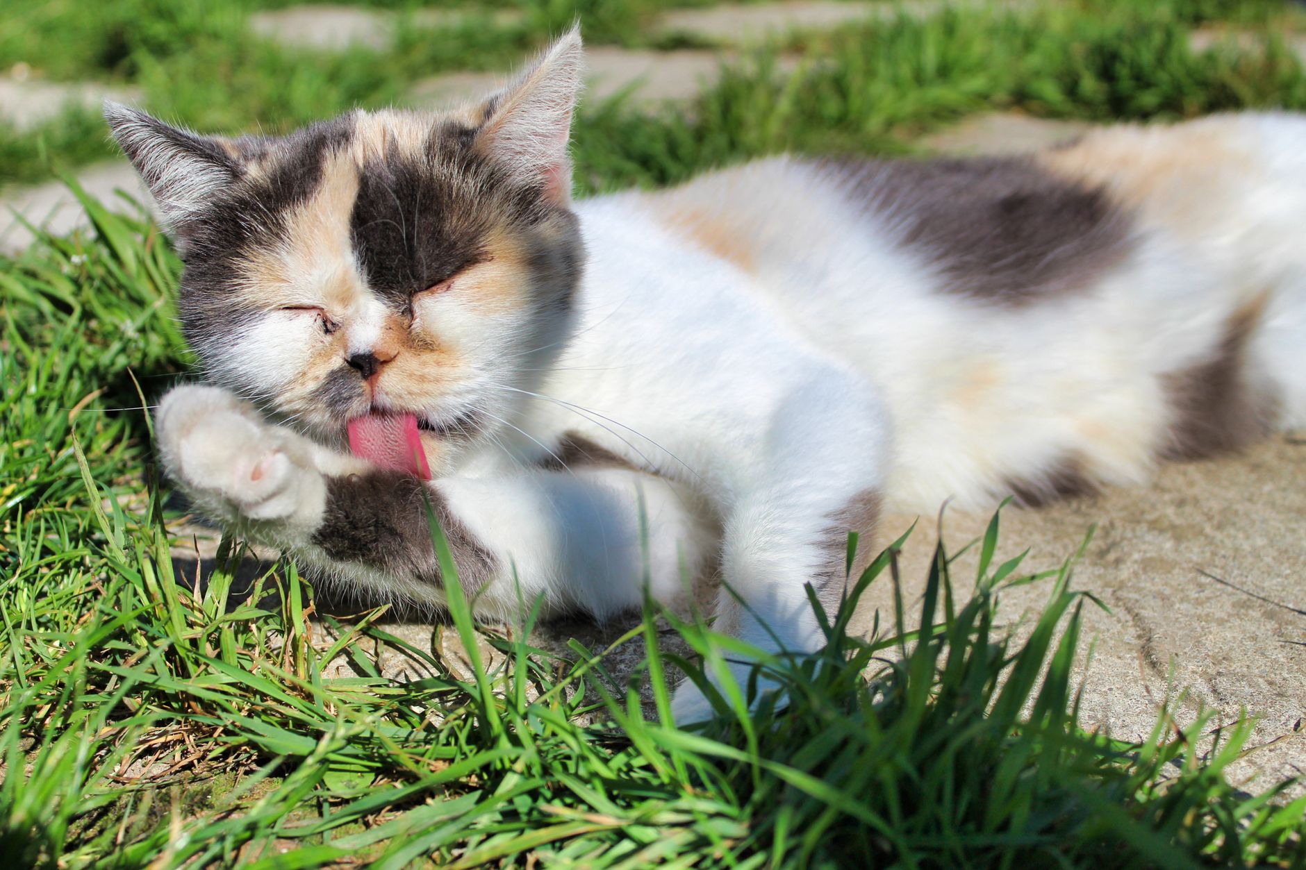 Um adorável gato calico desfruta de banhos de sol e cuidados em um jardim verde.