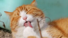Gato deja asearse empieza formar