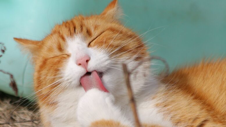 Gato deja asearse empieza formar