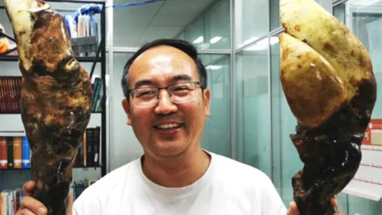 Hongo centímetros kilos descubierto china