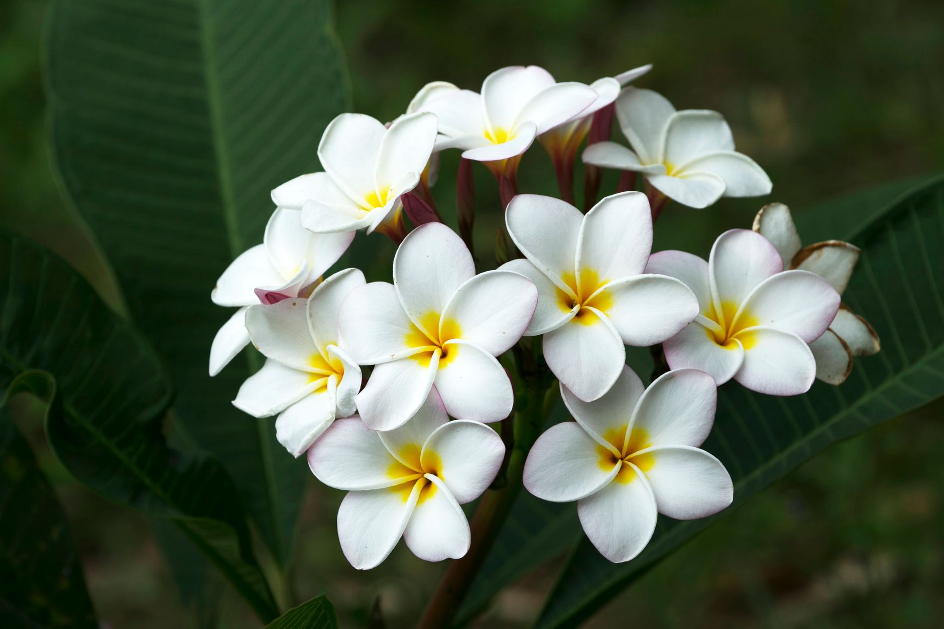 Belas flores de frangipani brancas com centros amarelos capturadas contra folhas verdes exuberantes.