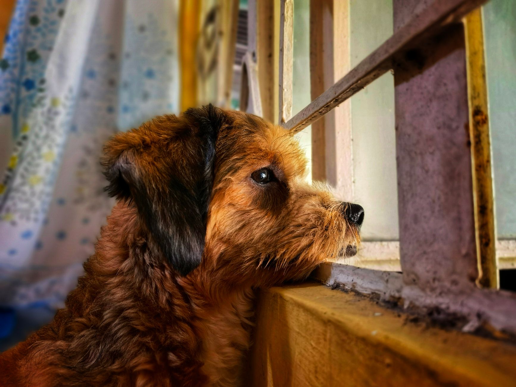 Adorável cachorro marrom olhando para fora através de uma janela, capturando um momento de curiosidade e reflexão.