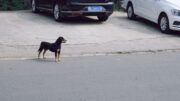 Perro pasó más una semana