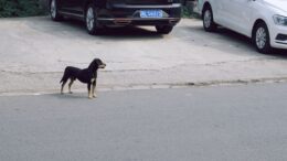 Perro pasó más una semana