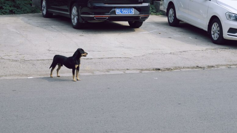 Perro pasó más una semana