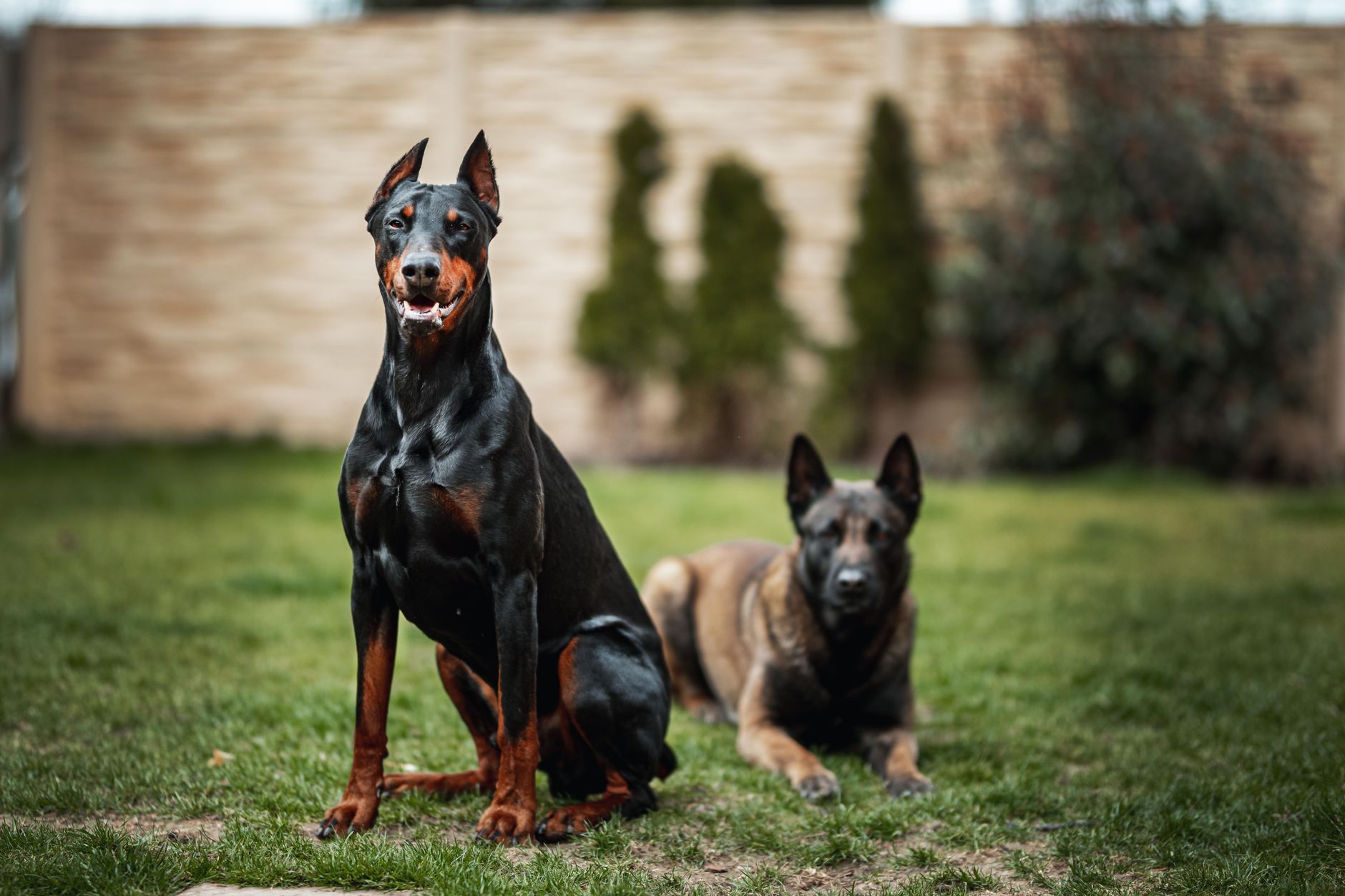 Um Doberman e outro cachorro em um jardim gramado, Eslováquia.