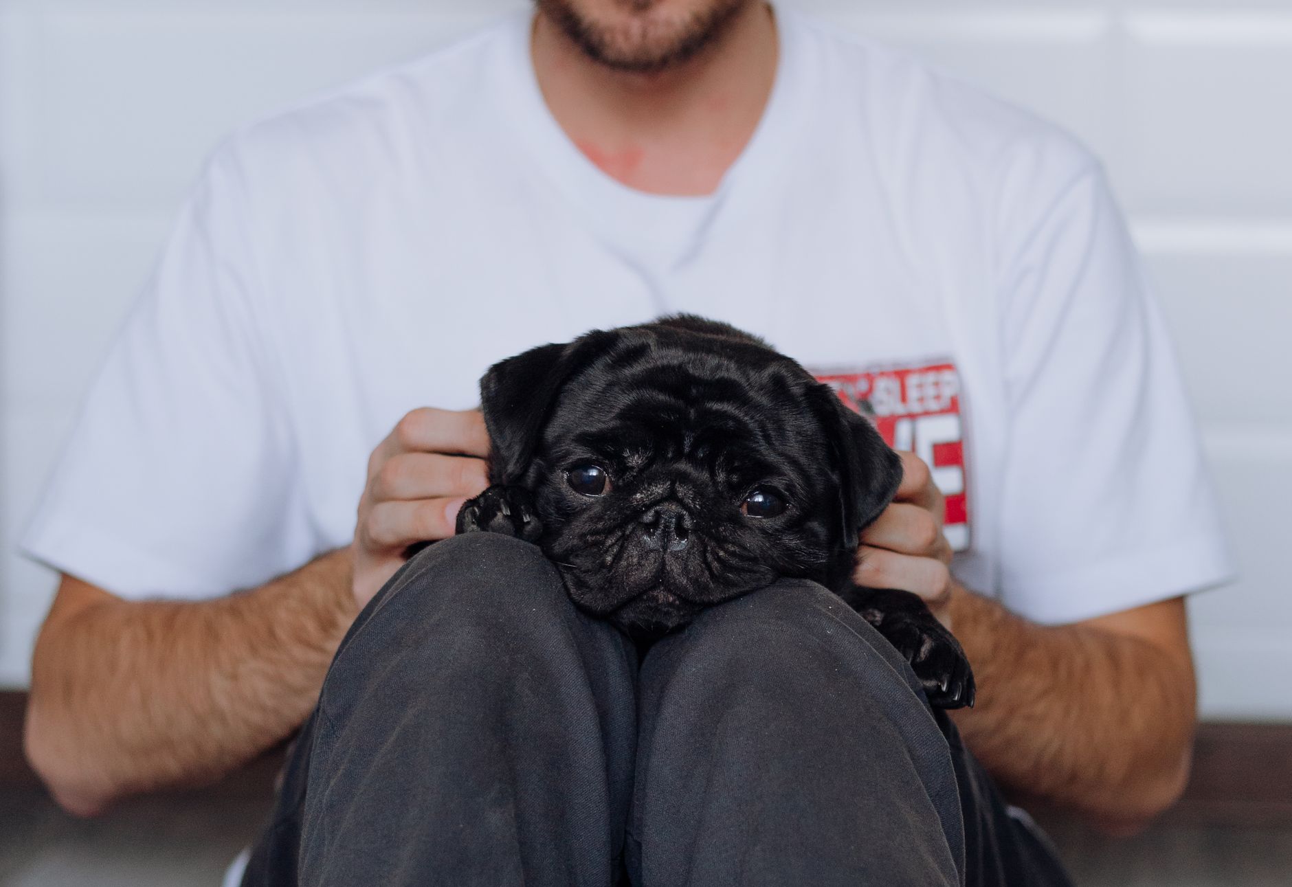 Cute pug preto sendo segurado pelo dono vestindo uma camiseta branca, mostrando amor e conexão com o pet.