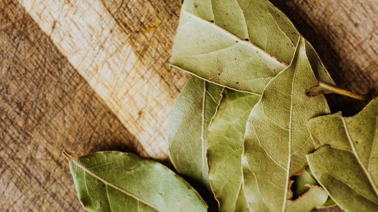 Una hoja laurel detrás puerta