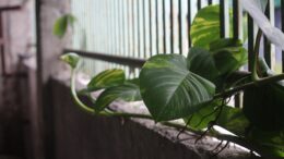 Una jiboia puede vivir agua