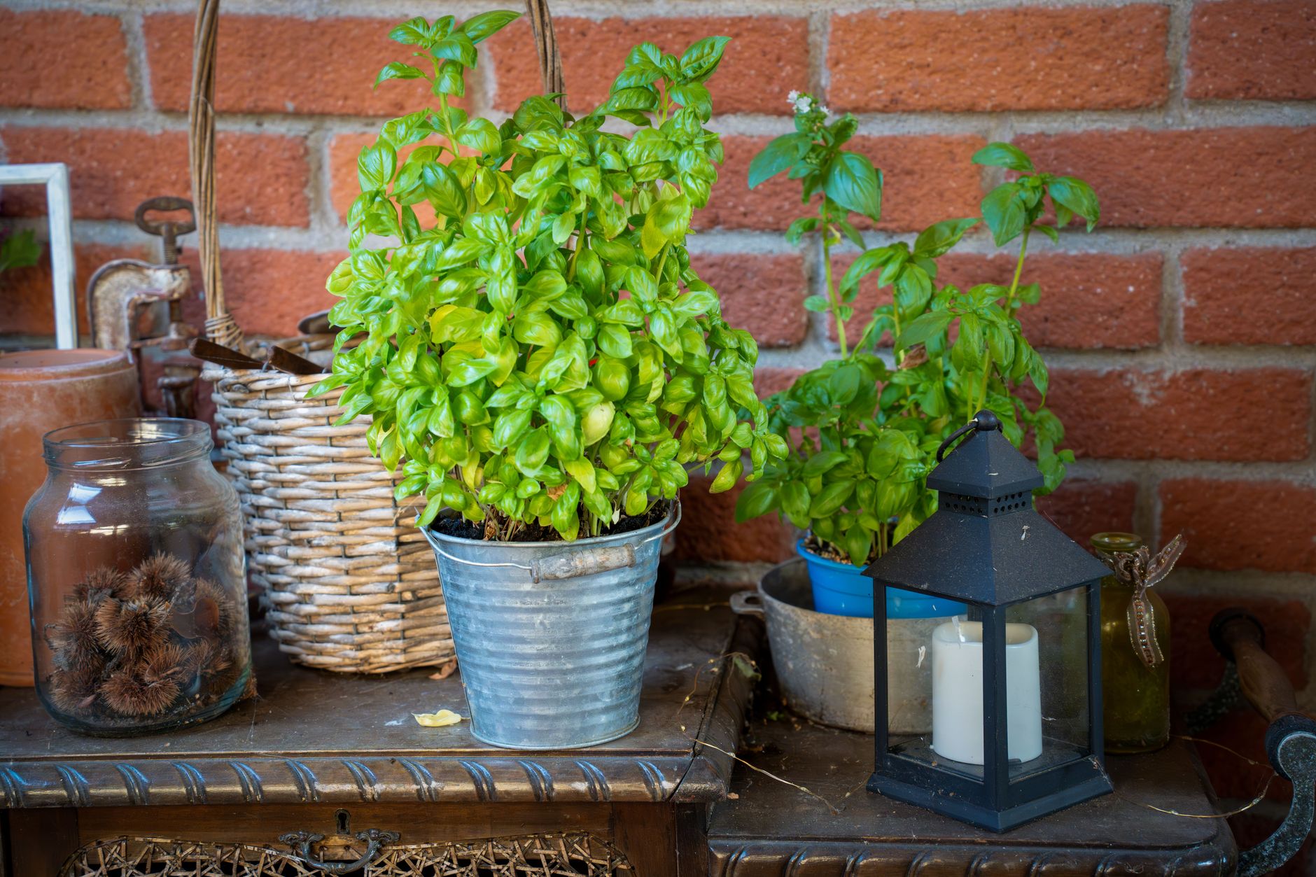 Uma cena de jardim aconchegante com plantas de manjericão em vasos e uma lanterna decorativa em uma mesa de patio.