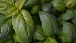 Una maceta albahaca cerca cocina