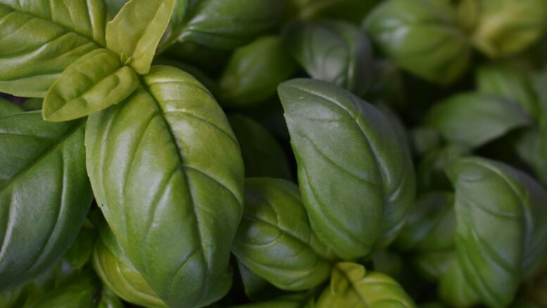 Una maceta albahaca cerca cocina