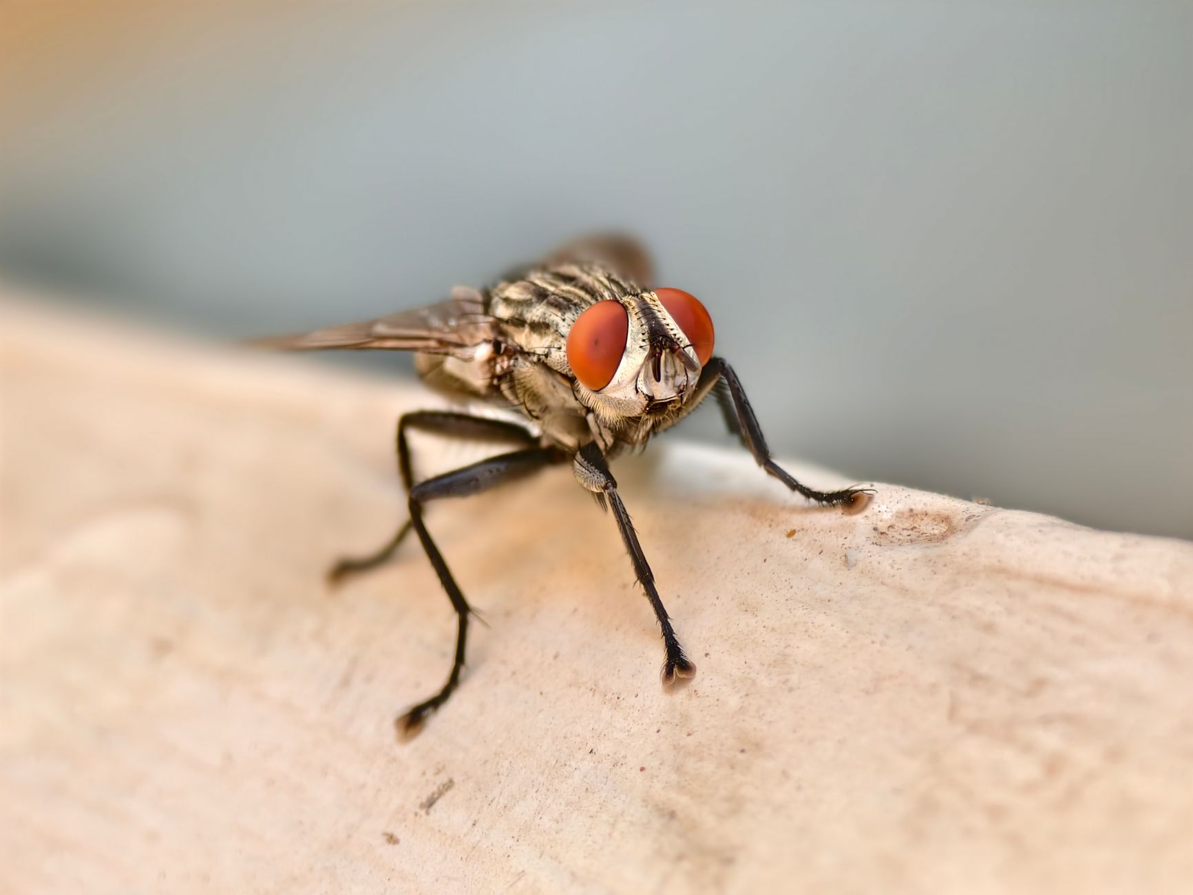 Foto macro de close-up de uma mosca doméstica comum com olhos vermelhos pousada em uma superfície texturizada.