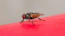 Una mosca puede procesar cerca