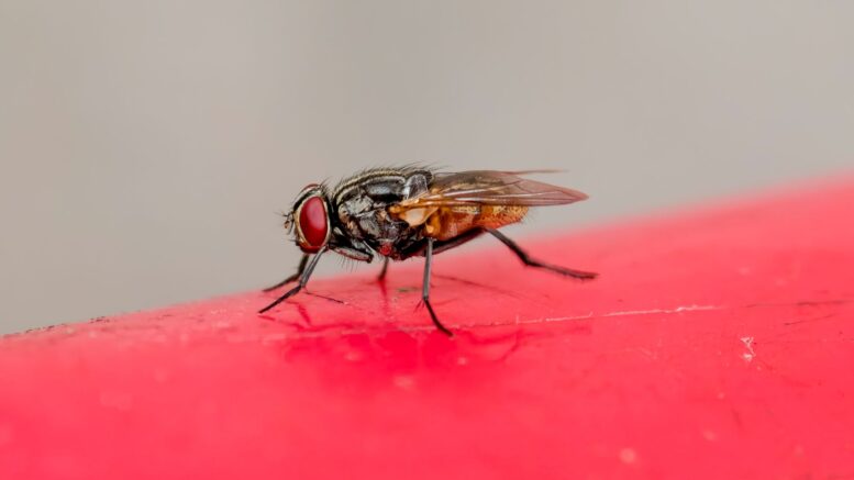 Una mosca puede procesar cerca