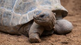 Una tortuga gigante llevaba sin