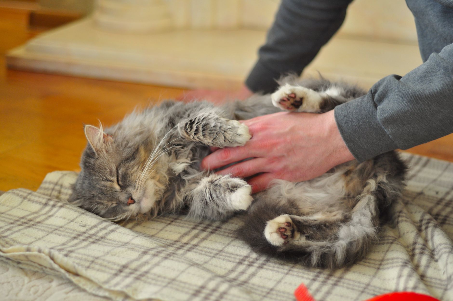 Um gato cinza e fofo aproveita alegremente uma massagem relaxante na barriga dentro de casa, criando uma atmosfera aconchegante.