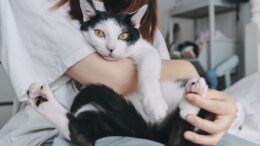 Vivir con gato puede asociarse